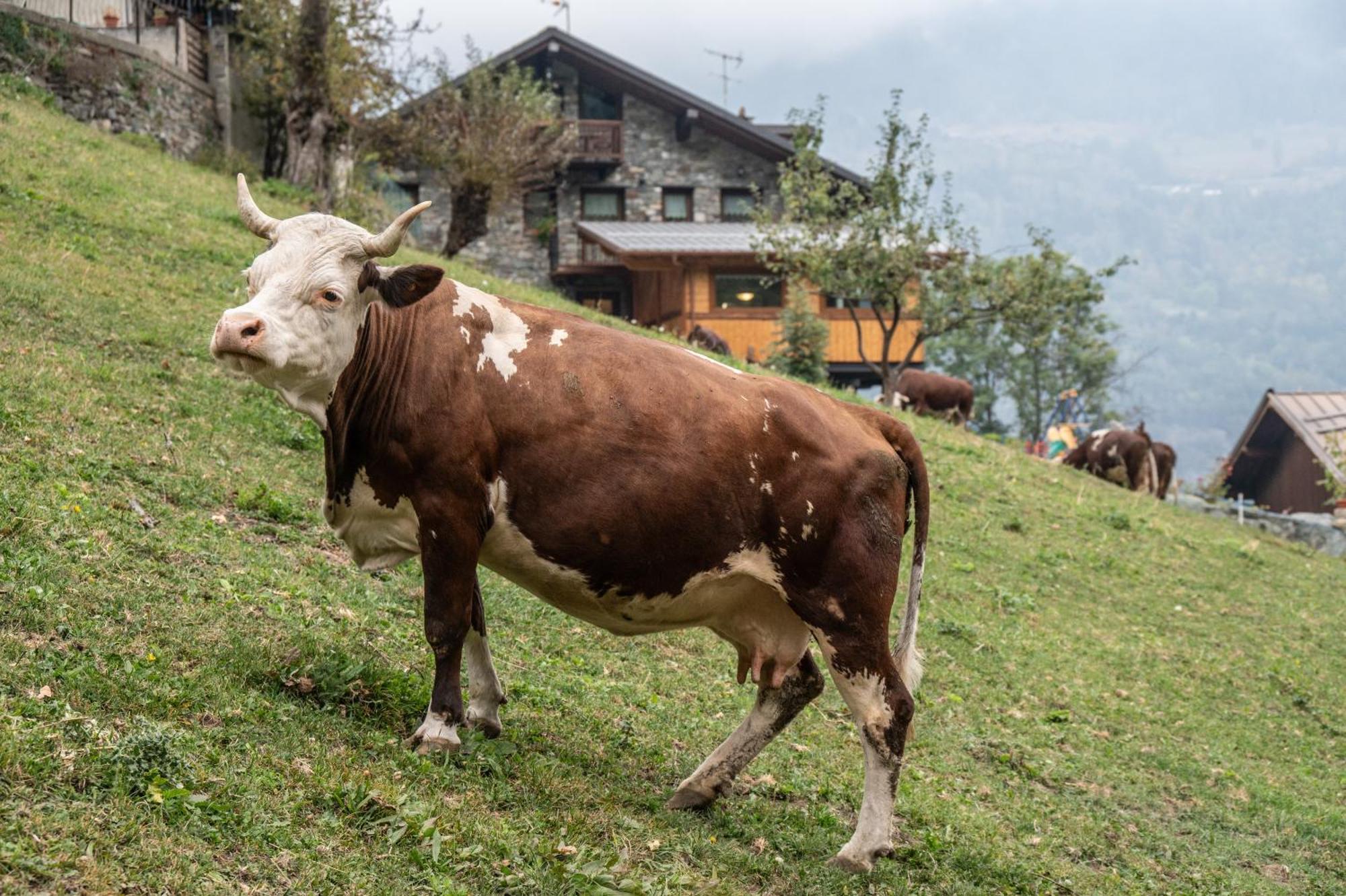 Agriturismo La Clochette Торньон Екстериор снимка